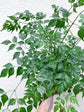 Radermachera Sinica Plant or China Doll Plant with Green coloured leaves and Yellowish White coloured flower 