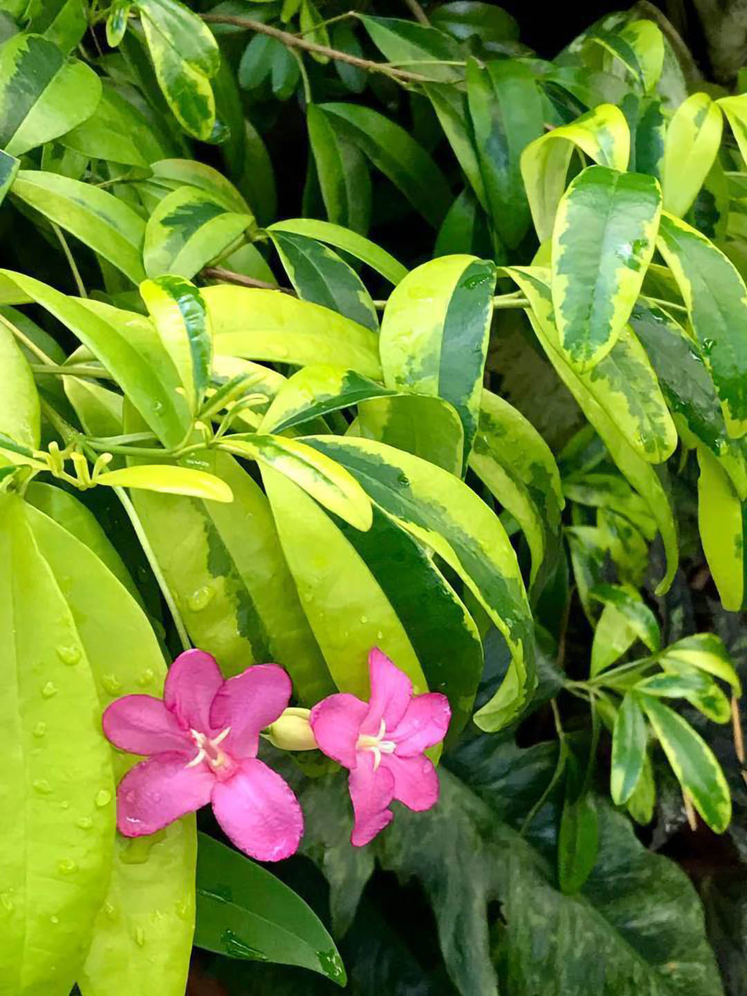 Ravenia Spectabilis Variegata Plant or Lemonia spectabilis with Green, Yellow coloured leaves and Pink coloured flower 