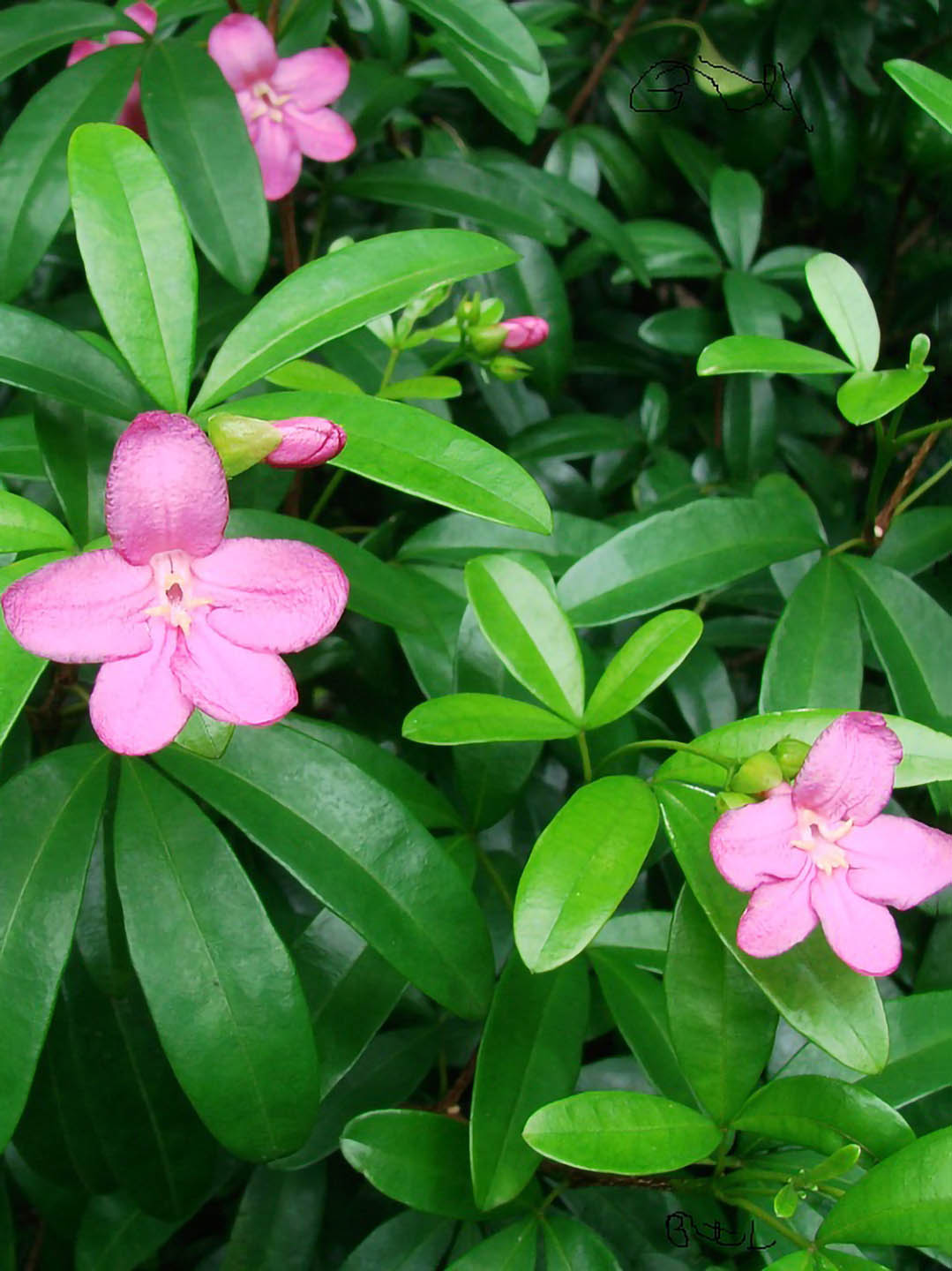 Ravenia Spectabilis Plant or Lemonia spectabilis with Green coloured leaves and Pink coloured flower 