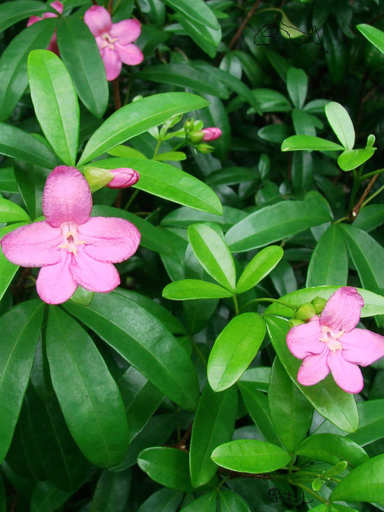 Ravenia Spectabilis Plant or Lemonia spectabilis with Green coloured leaves and Pink coloured flower 