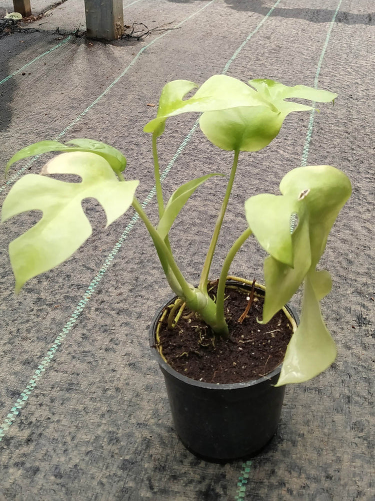 Rhaphidophora Tetrasperma