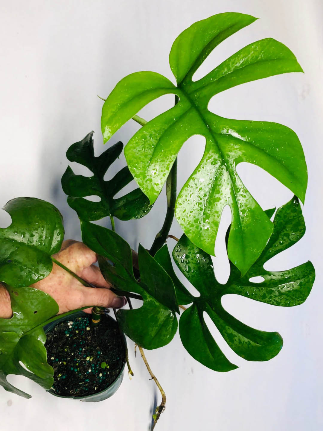 Rhaphidophora Tetrasperma