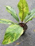 Anthurium Jenmanii Variegated Plant or Anthurium Jungle King with Lime Green coloured leaves and Purple coloured flower 
