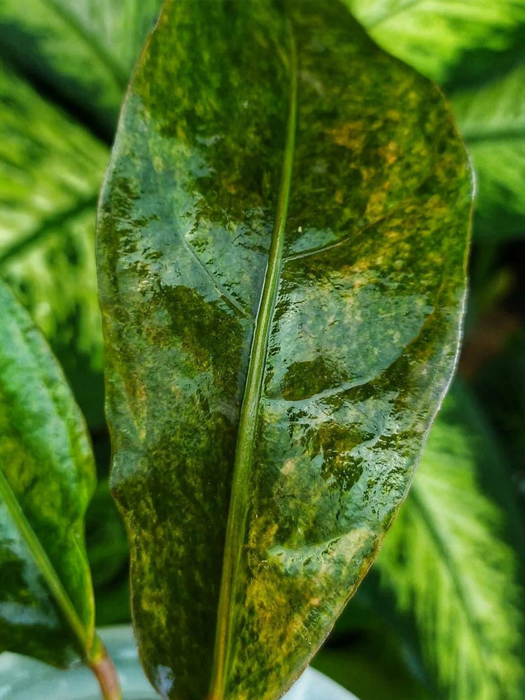 Anthurium Jenmanii Variegated