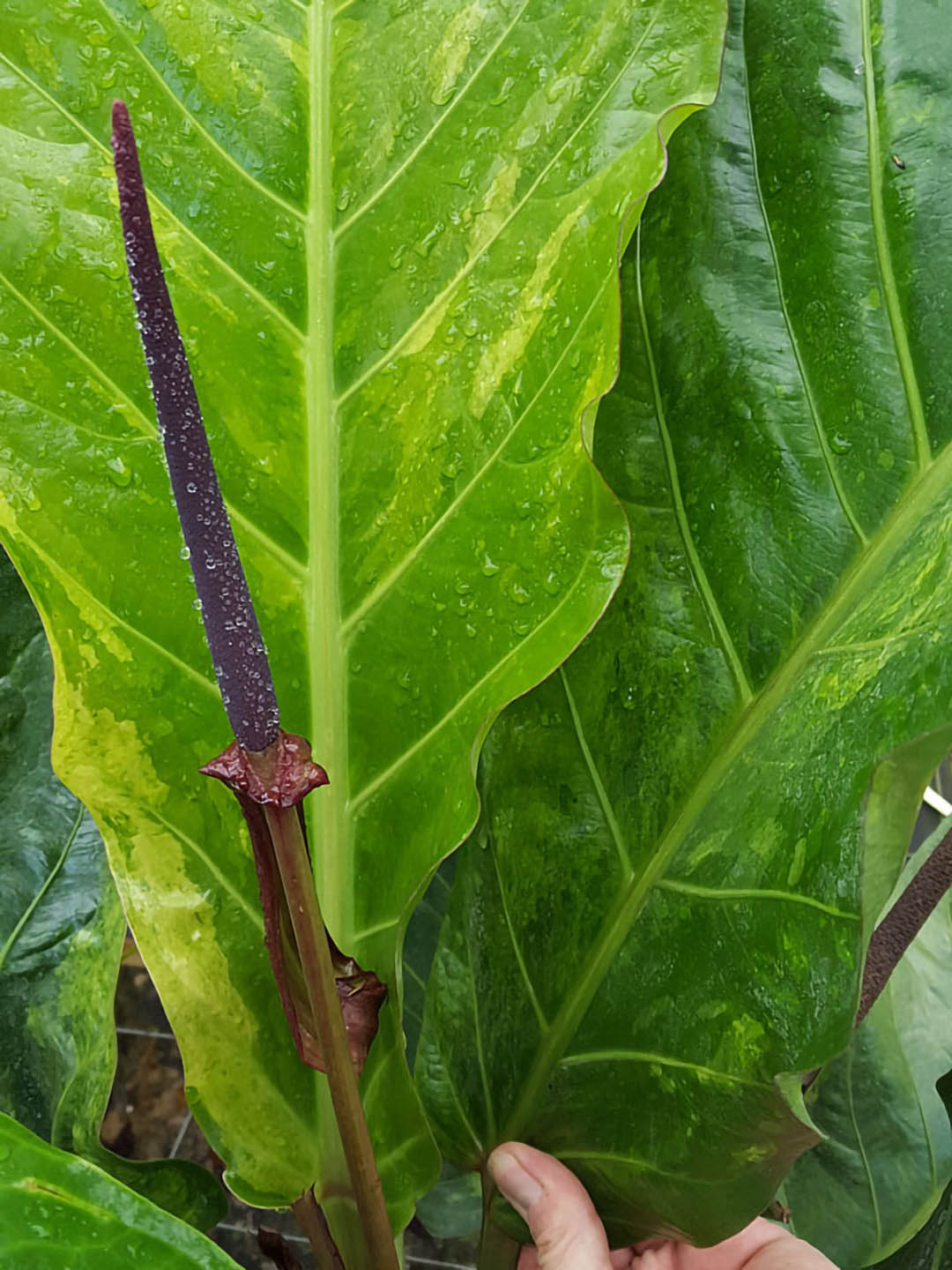 Anthurium Jenmanii Variegated
