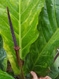 Anthurium Jenmanii Variegated