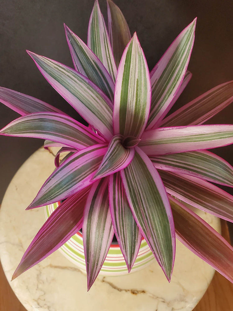 Tradescantia Spathacea Tricolor Plant or Oyster Plant, Rhoeo Spathacea,Boat Lily with Green, Golden, Purple coloured leaves and White coloured flower 