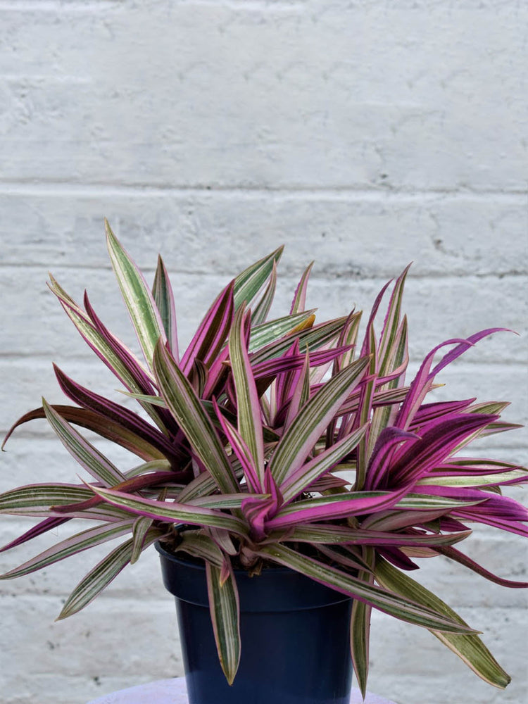Tradescantia Spathacea Tricolor 