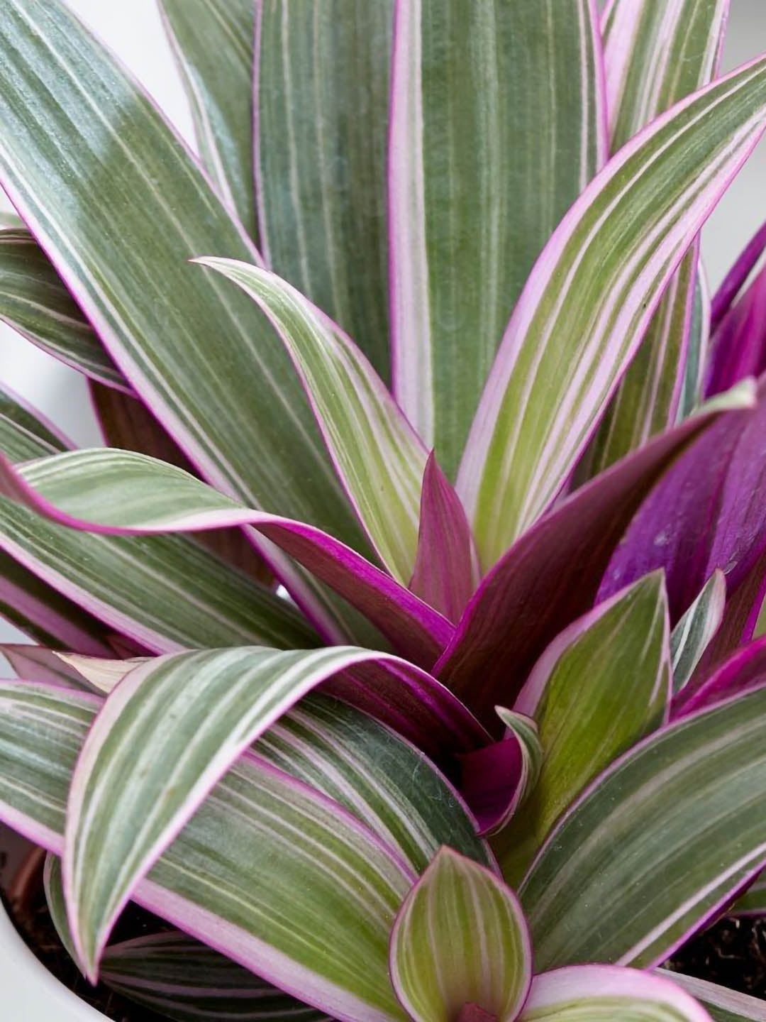 Tradescantia Spathacea Tricolor 