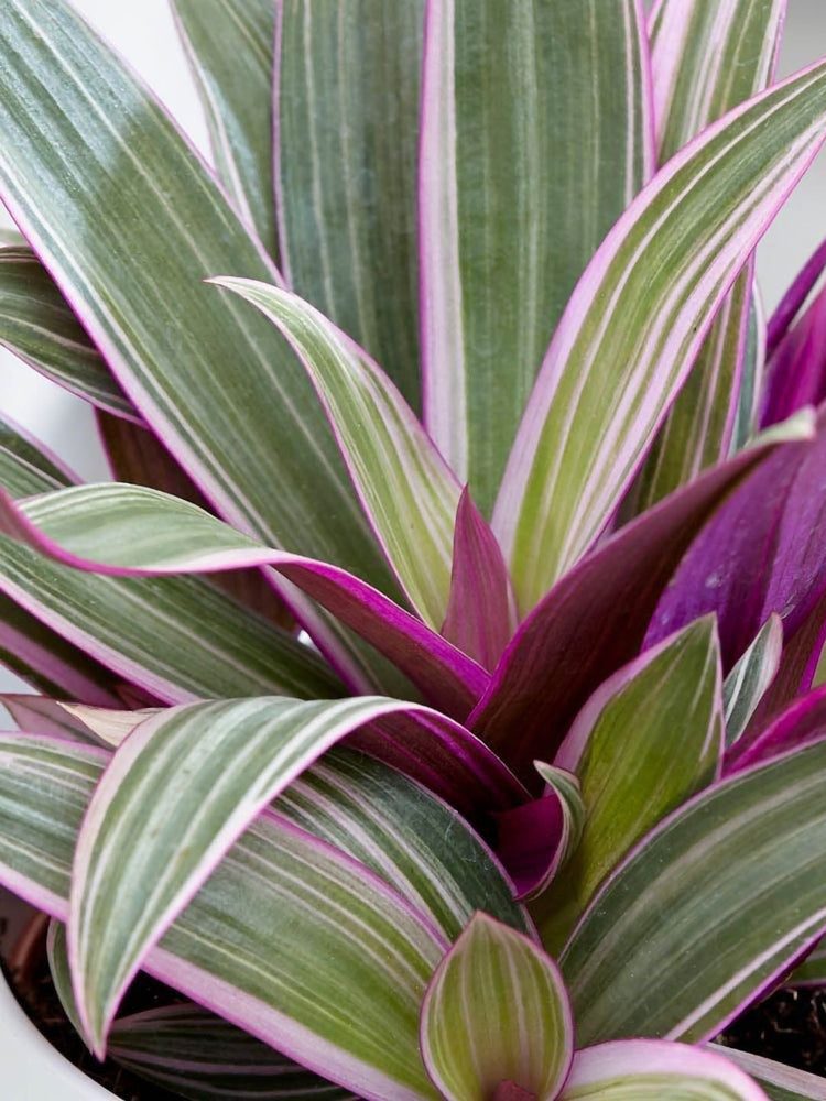 Tradescantia Spathacea Tricolor 
