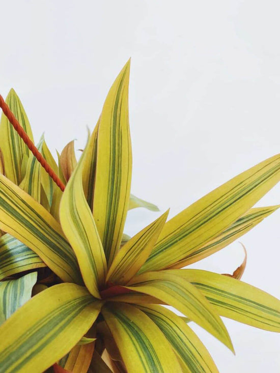 Tradescantia Spathacea Golden Sitara Plant or Oyster Plant, Rhoeo Spathacea,Boat Lily with Green, Golden, Purple coloured leaves and White coloured flower 