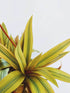 Tradescantia Spathacea Golden Sitara Plant or Oyster Plant, Rhoeo Spathacea,Boat Lily with Green, Golden, Purple coloured leaves and White coloured flower 
