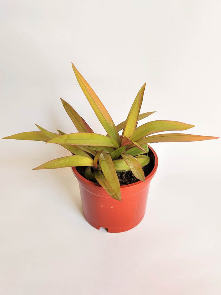 Tradescantia Spathacea Golden Sitara 