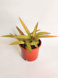 Tradescantia Spathacea Golden Sitara 