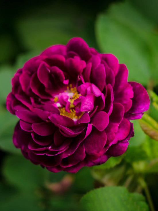 Rosa Tuscany Plant or Tuscany Rose with Green coloured leaves and Maroon coloured flower 