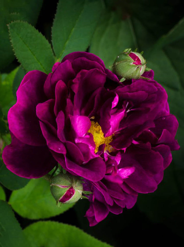 Rosa Tuscany 