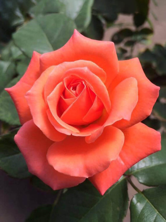 Rosa Tropicana Plant or Hybrid Tea Rose with Green coloured leaves and Orange coloured flower 