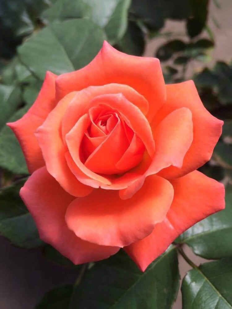 Rosa Tropicana Plant or Hybrid Tea Rose with Green coloured leaves and Orange coloured flower 