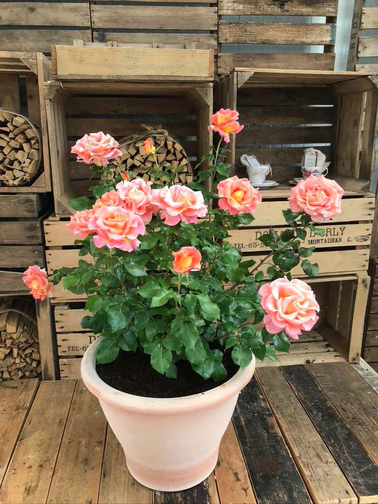 Rosa Tropicana 