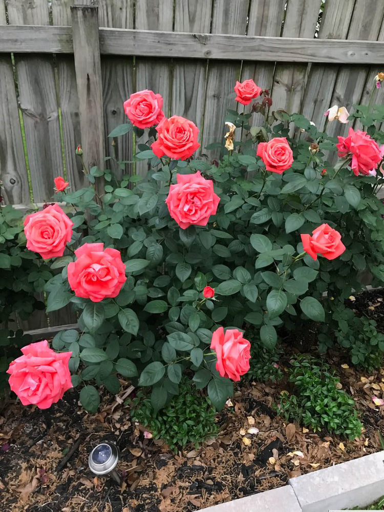 Rosa Tropicana 