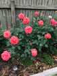 Rosa Tropicana 