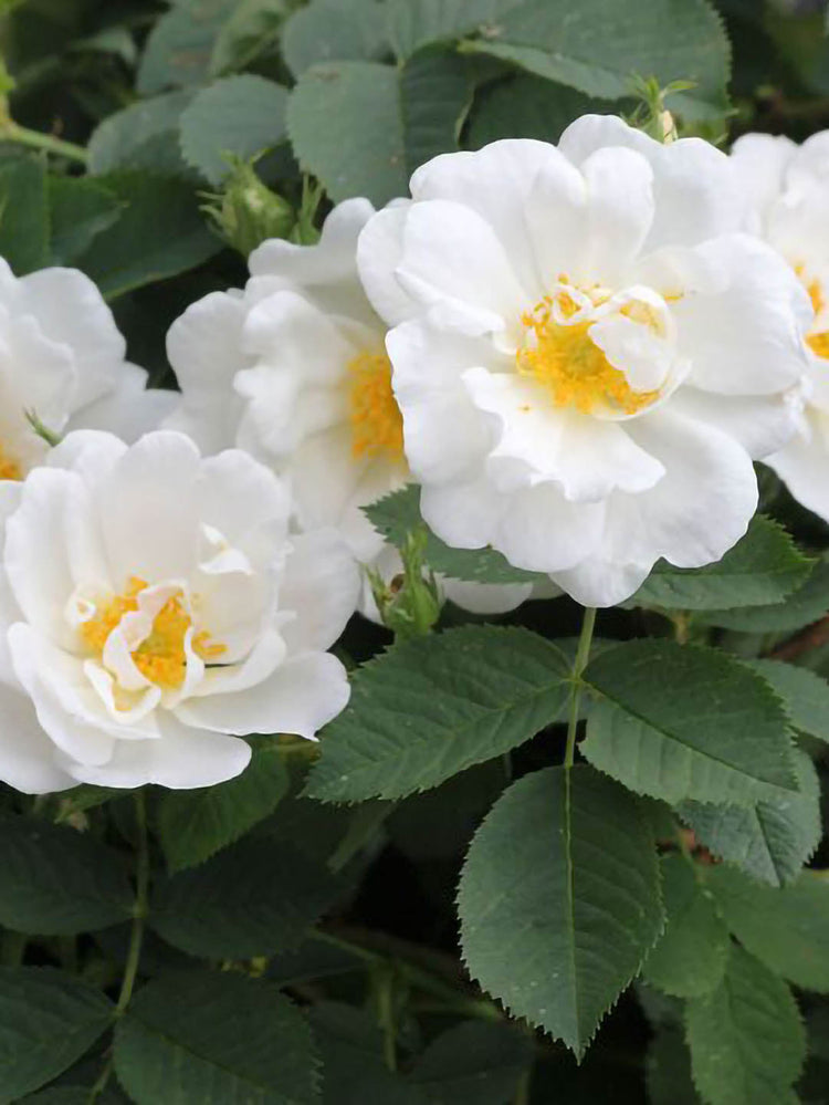 Rosa Alba Semi-Plena Plant or Hybrid Tea Rose with Green coloured leaves and White coloured flower 