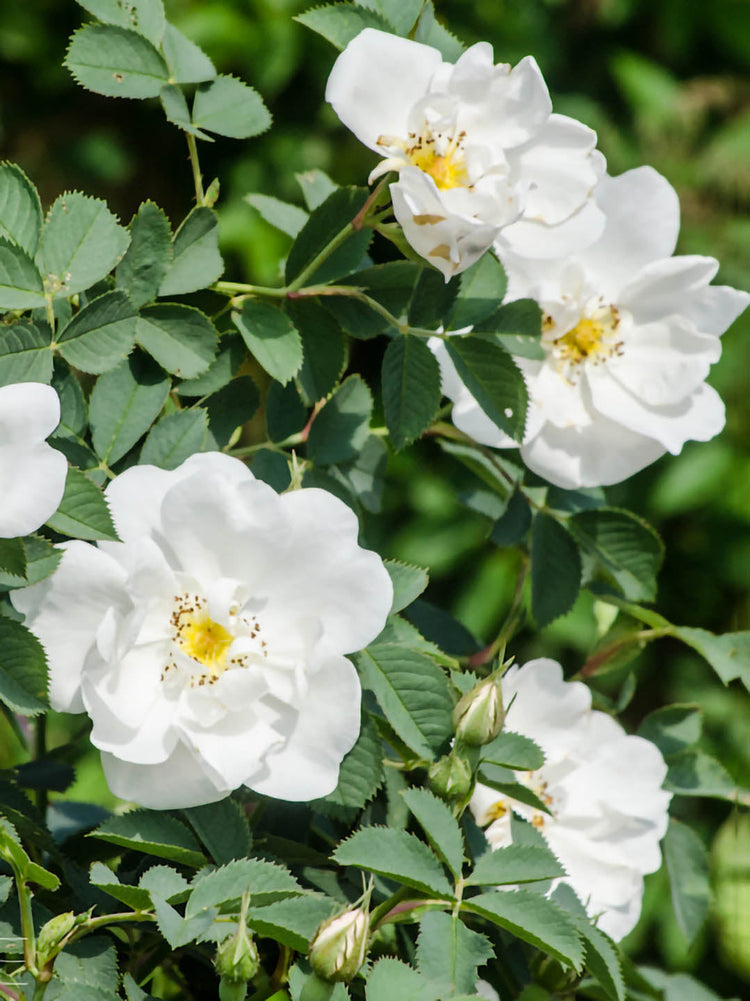 Rosa Alba Semi-Plena 