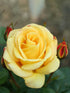 Rosa Arthur Bell Plant or Hybrid Tea Rose with Green coloured leaves and Yellow coloured flower 