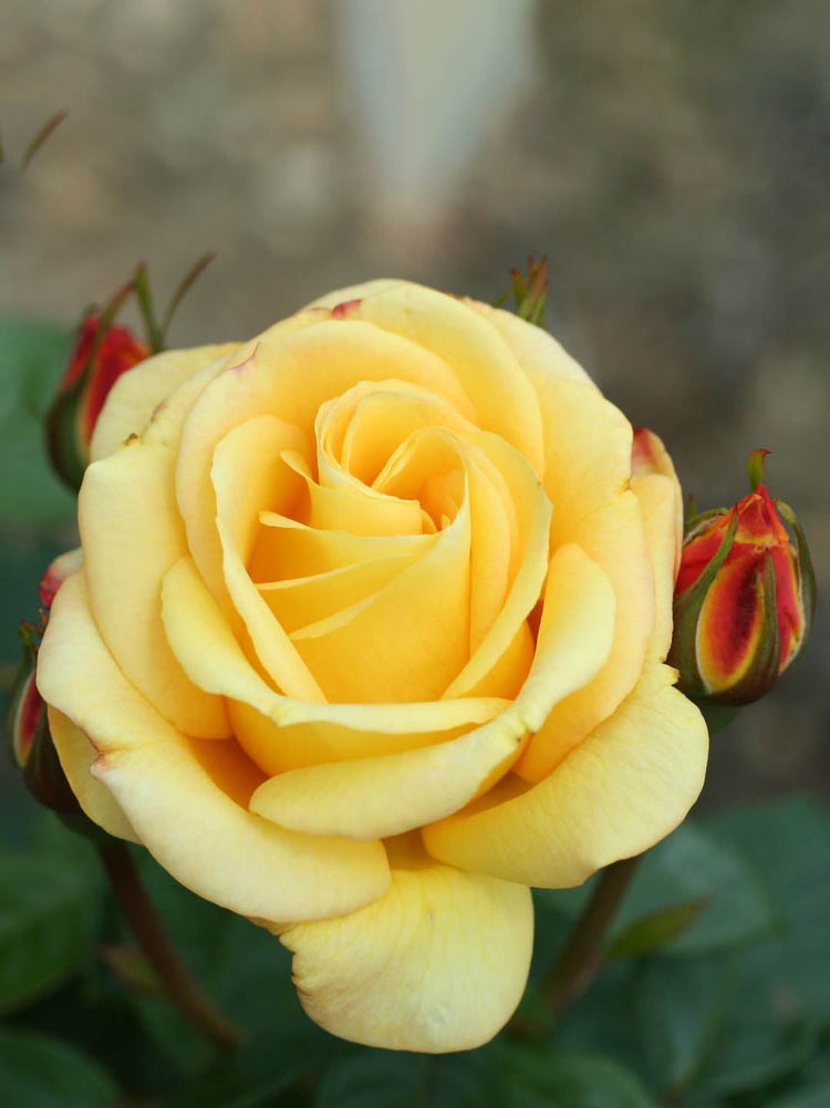 Rosa Arthur Bell Plant or Hybrid Tea Rose with Green coloured leaves and Yellow coloured flower 