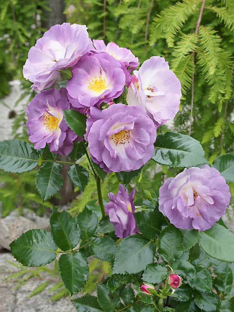 Rosa Blue for You Plant or Rosa Pejamlu with Green coloured leaves and Blue coloured flower 