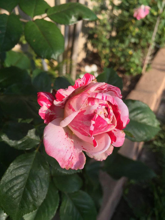 Rosa Candy Stripe Plant or Rose Candy Stripe with Green coloured leaves and White and Pink coloured flower 