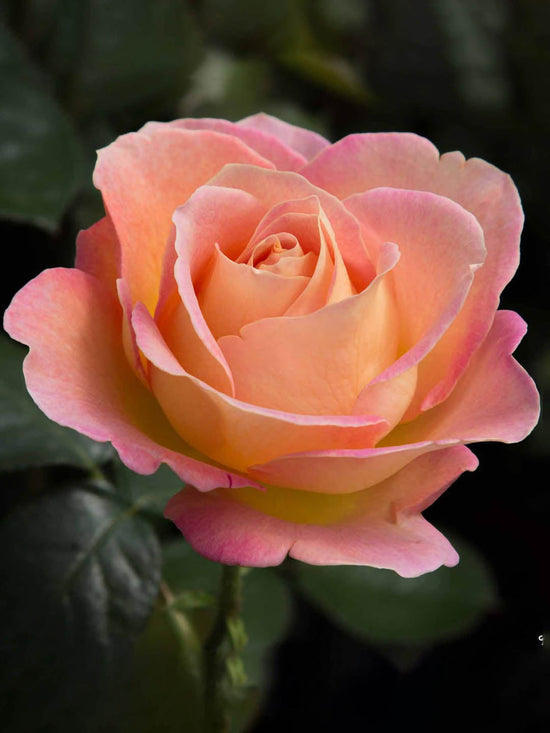 Rosa Elle Plant or Hybrid Tea Rose with Green coloured leaves and Peach coloured flower 