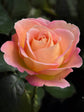 Rosa Elle Plant or Hybrid Tea Rose with Green coloured leaves and Peach coloured flower 