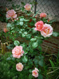 Rosa Elle 