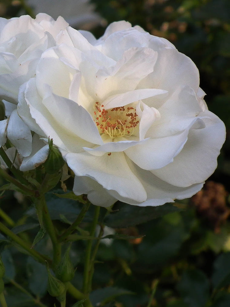 Rosa Evening Star Plant or Hybrid Tea Rose with Green coloured leaves and White coloured flower 
