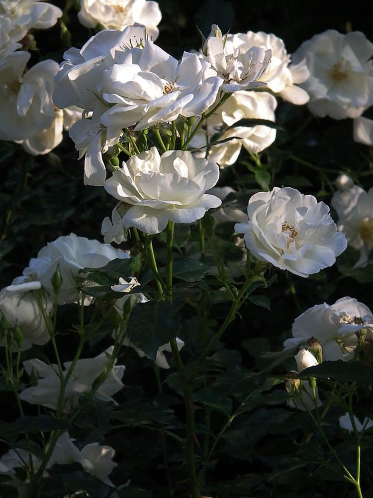 Rosa Evening Star 