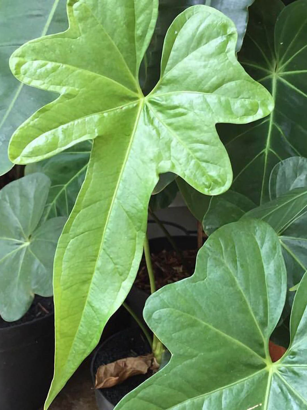 Anthurium Macrolobium