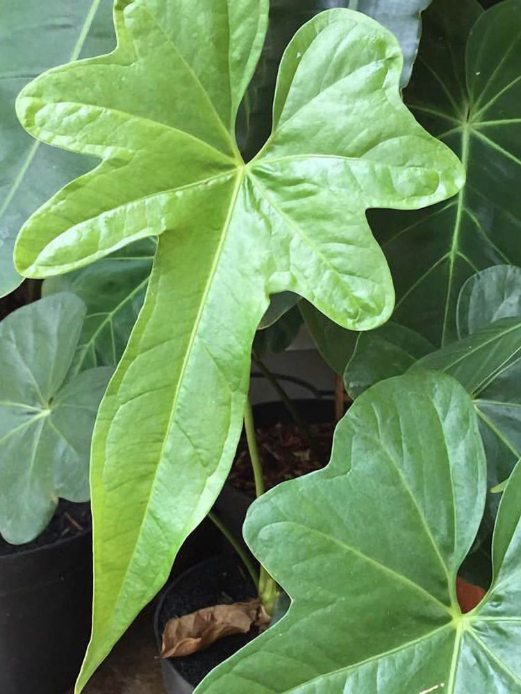 Anthurium Macrolobium
