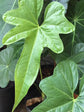 Anthurium Macrolobium