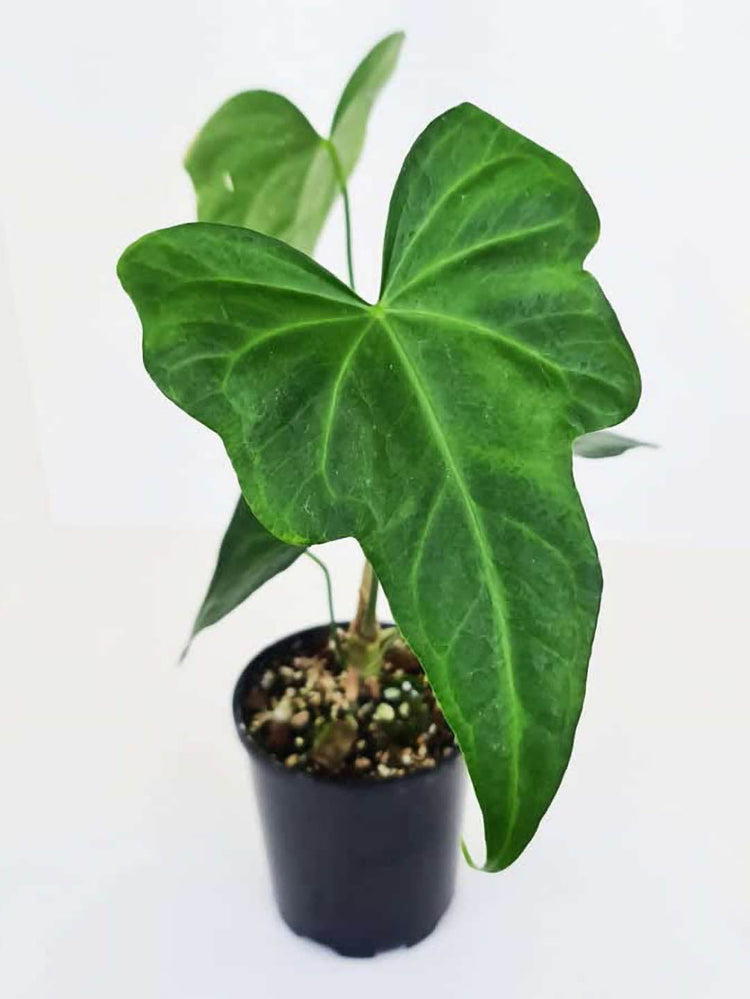Anthurium Macrolobium Plant or Anthurium Macrolobium with Green coloured leaves and Green coloured flower 