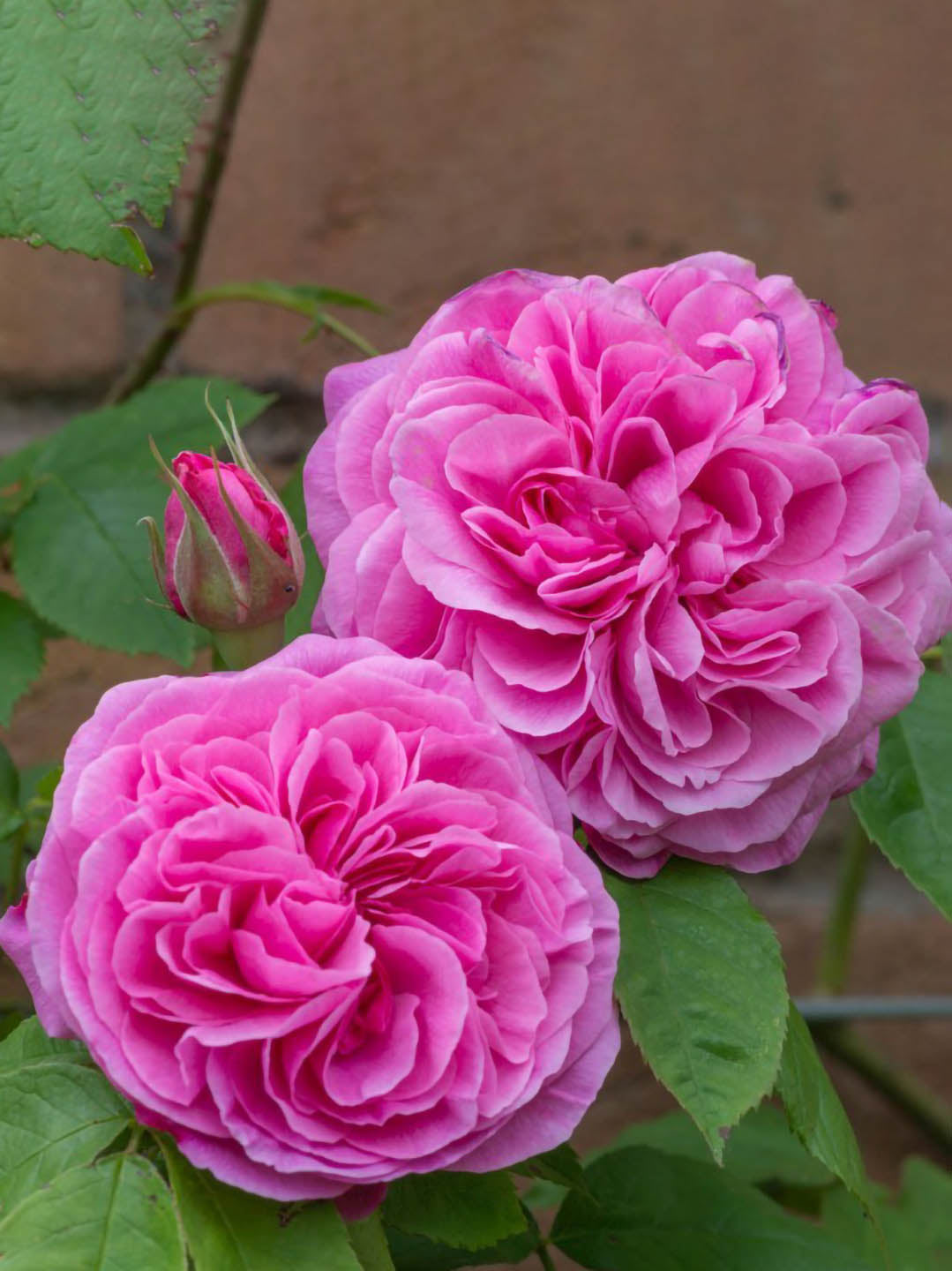 Rosa Gertrude Jekyll Plant or Cluster Rosa, Floribunda Rose with Green coloured leaves and Pink coloured flower 