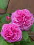 Rosa Gertrude Jekyll Plant or Cluster Rosa, Floribunda Rose with Green coloured leaves and Pink coloured flower 
