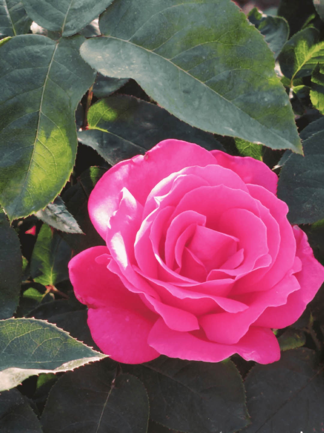 Rosa Dark Pink Plant or Hybrid Tea Rose with Green coloured leaves and Dark Pink coloured flower 