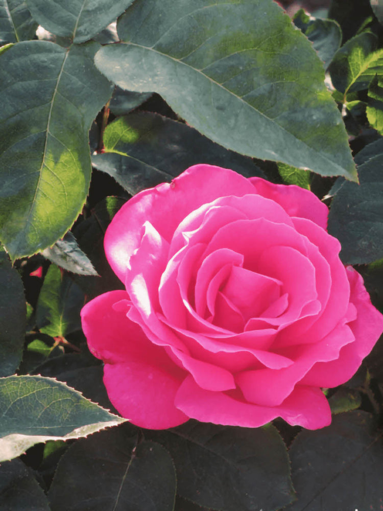 Rosa Dark Pink Plant or Hybrid Tea Rose with Green coloured leaves and Dark Pink coloured flower 