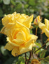 Rosa Landora Plant or Hybrid Tea Rose with Green coloured leaves and Yellow coloured flower 