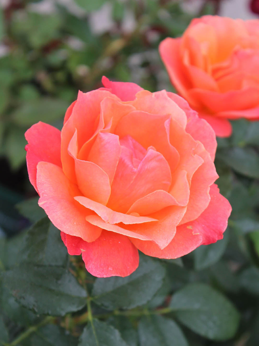 Rosa Livin Easy Plant or Hybrid Tea Rose with Green coloured leaves and Peach coloured flower 