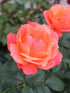 Rosa Livin Easy Plant or Hybrid Tea Rose with Green coloured leaves and Peach coloured flower 