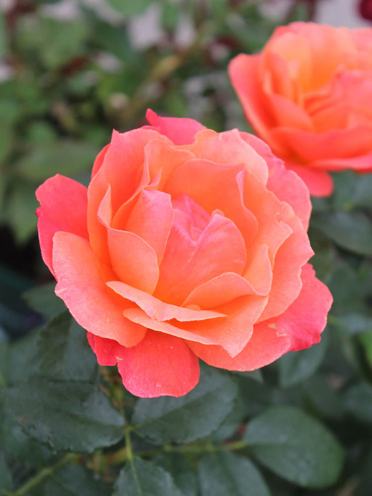 Rosa Livin Easy Plant or Hybrid Tea Rose with Green coloured leaves and Peach coloured flower 
