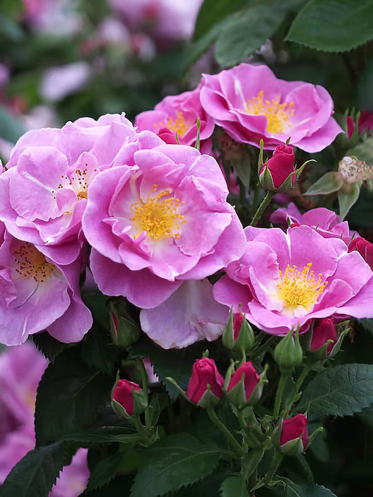 Rosa Lucky Plant or Cluster Rosa, Floribunda Rose with Green coloured leaves and Pink coloured flower 