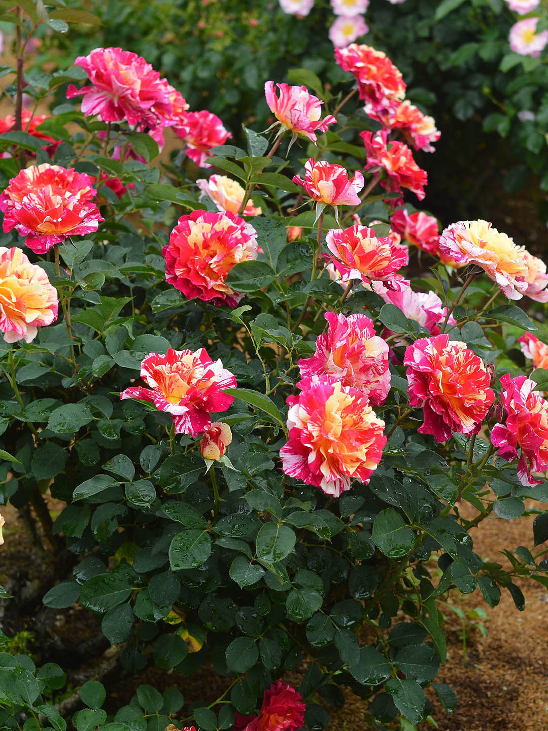 Rosa Maurice Utrillo